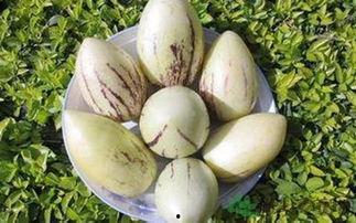 产妇茄瓜可以吃吗,茄瓜是否适宜食用?