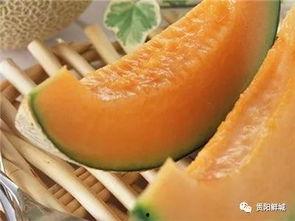 吃瓜的哈蜜瓜