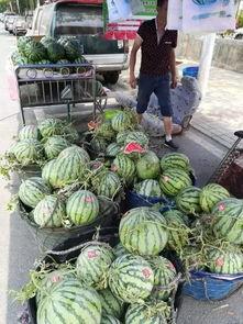 南阳吃瓜比赛事件,一场全民参与的夏日狂欢盛宴