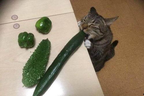 猫吃刺瓜
