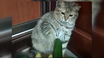 猫吃刺瓜